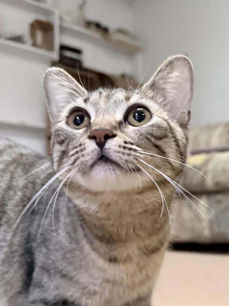 A young small-sized male Domestic Short Hair cat named Ari for adoption in Jeffersonville, IN