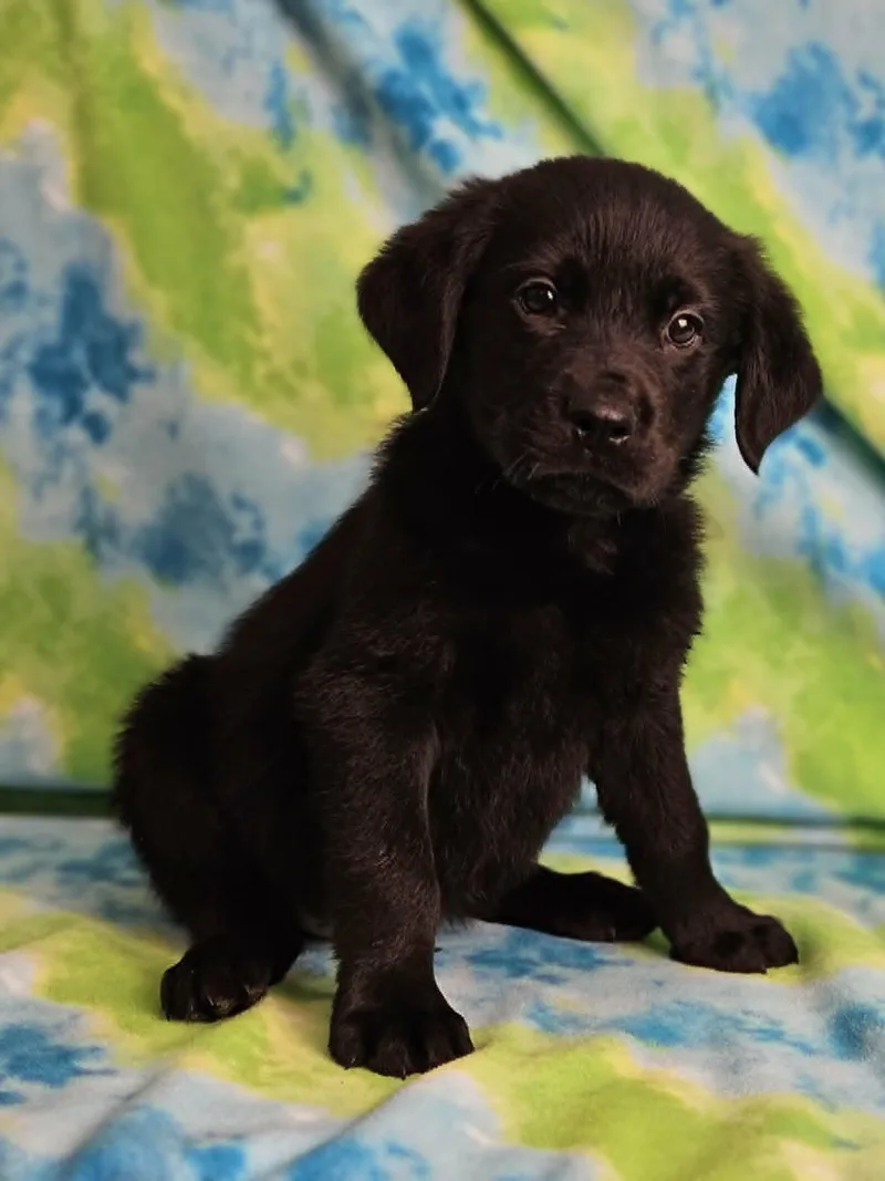 A baby large-sized male Black Rottweiler dog named Eggs Benedict for adoption in East Sparta, OH