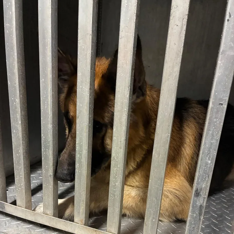 A senior extra large-sized male Black German Shepherd Dog dog named Goose for adoption in Greensboro, NC