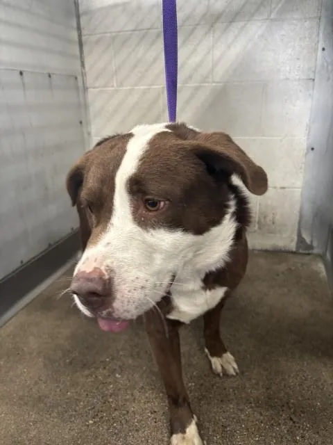 An adult large-sized male Pit Bull Terrier dog named Dane for adoption in San Bernardino, CA