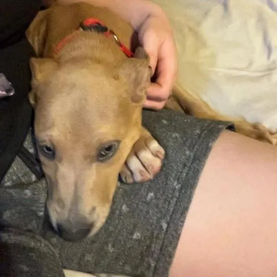 A baby small-sized male Brown / Chocolate Pit Bull Terrier dog named Grimm for adoption in Livingston, TX