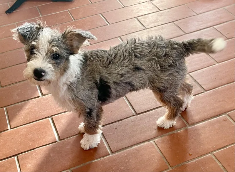 A baby small-sized female Merle (Blue) Terrier dog named Ettie for adoption in MORAVIAN FALLS, NC