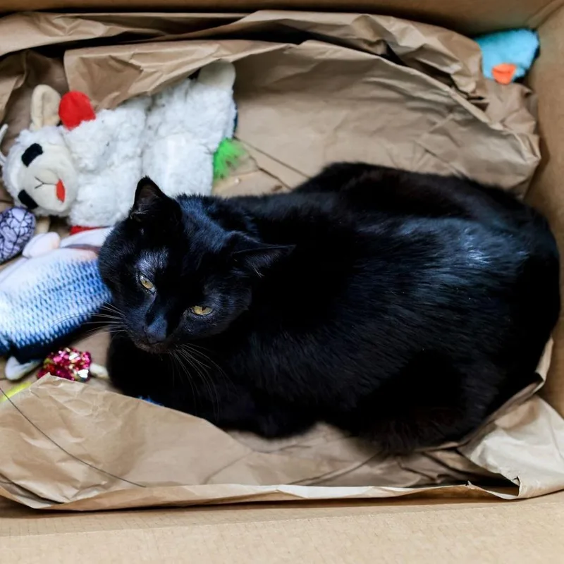 A senior large-sized male Black Domestic Short Hair cat named Malcolm for adoption in Los Angeles, CA