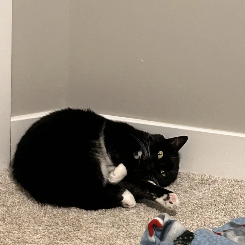 An adult medium-sized female Black & White / Tuxedo Domestic Short Hair cat named Penny for adoption in New Brighton, MN
