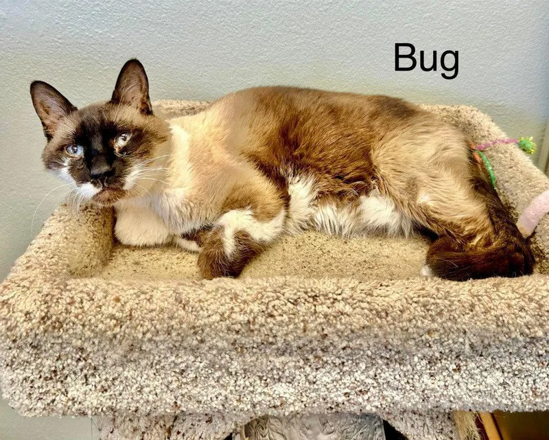 Bug thumbnail 3