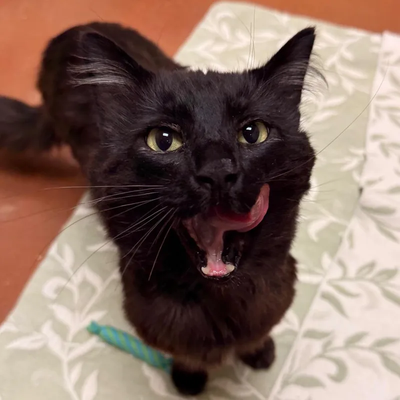 An adult large-sized male Black Domestic Medium Hair cat named Thackery for adoption in Santa Barbara, CA