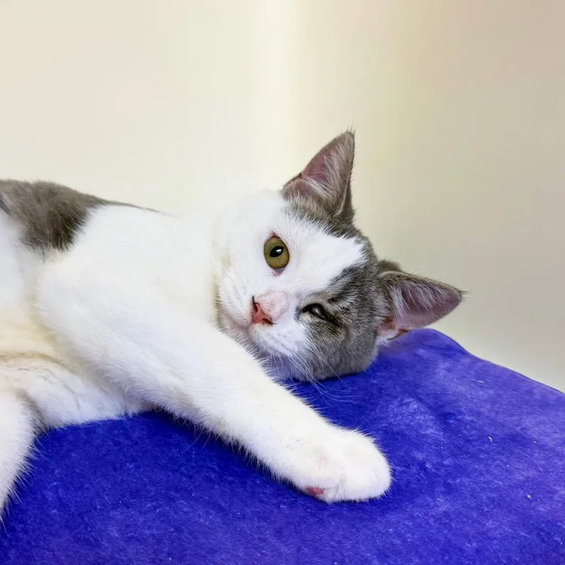 A baby medium-sized female Gray / Blue / Silver Domestic Short Hair cat named Lindstrom for adoption in Harrisonburg, VA