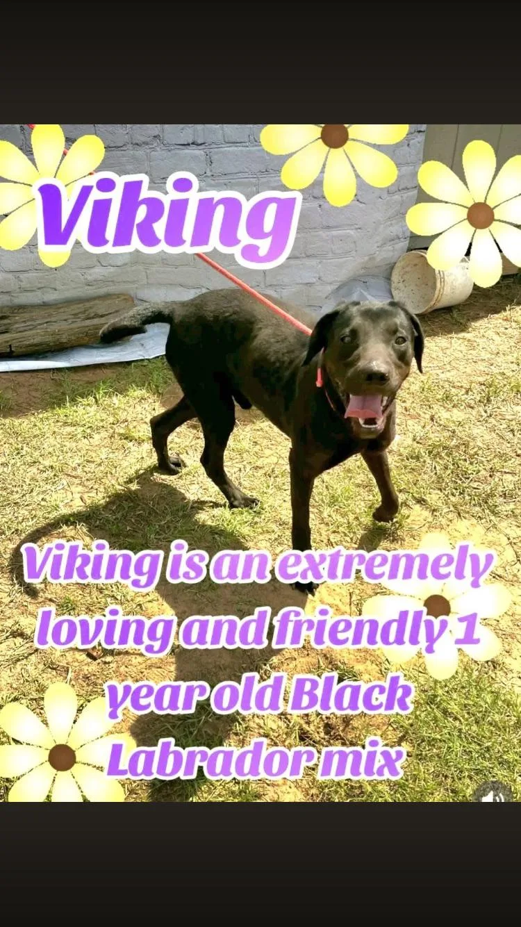 A young medium-sized male Black Labrador Retriever dog named Viking for adoption in Paradise, TX