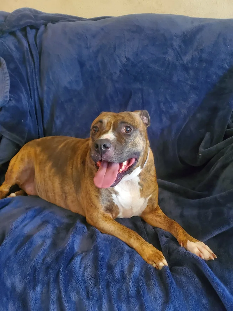 An adult large-sized female Brindle Pit Bull Terrier dog named Allie for adoption in White Settlement, TX