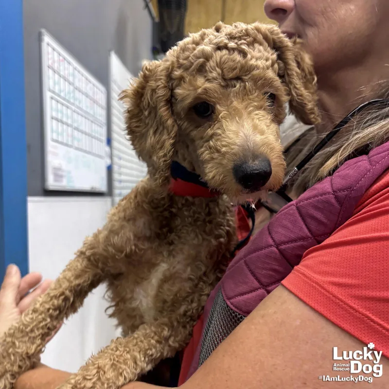 A young small-sized female Poodle dog named Corky for adoption in Washington, DC