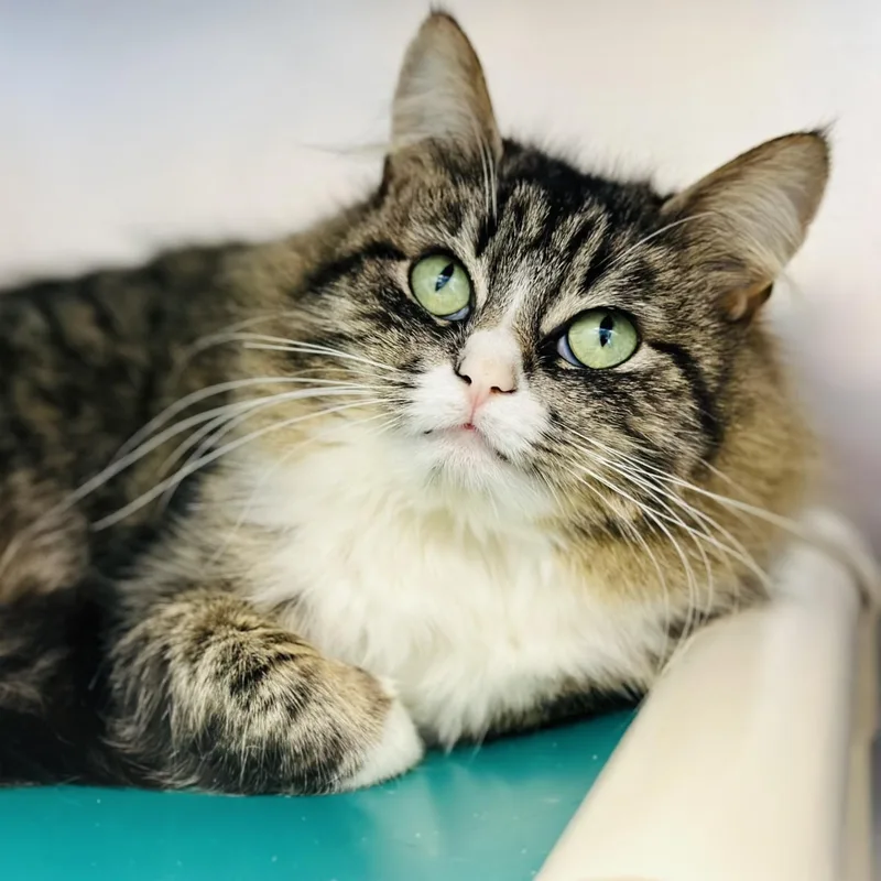 An adult medium-sized female Tabby (Brown / Chocolate) Domestic Medium Hair cat named Farah for adoption in Manahawkin, NJ
