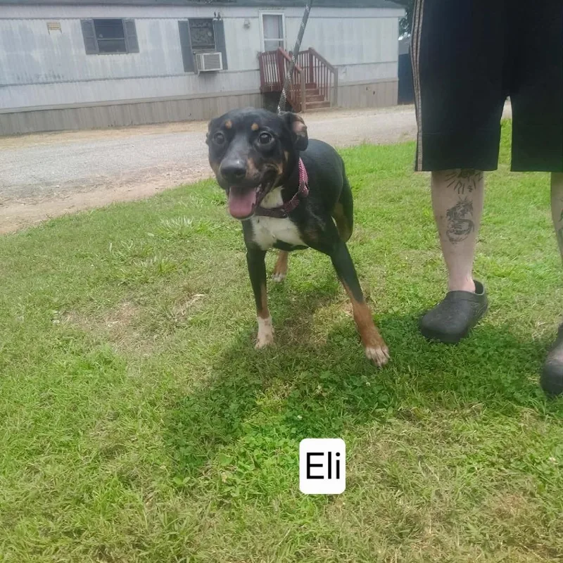 A young medium-sized male Black American Staffordshire Terrier dog named Eli for adoption in Hope Mills, NC