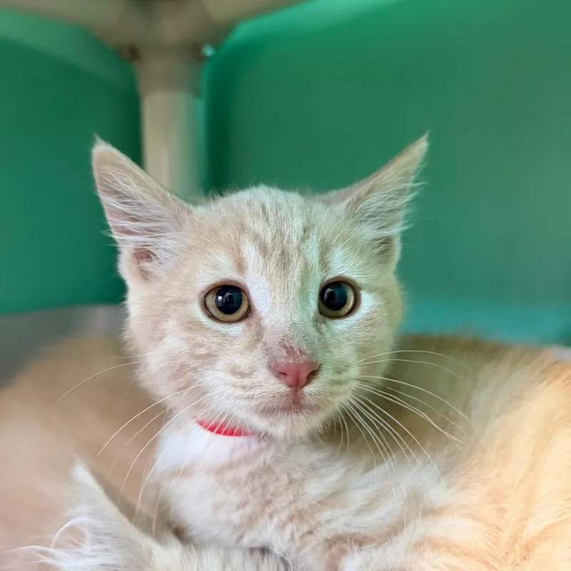 A baby small-sized male Orange / Red Domestic Short Hair cat named Hurricane for adoption in Spanish Fork, UT