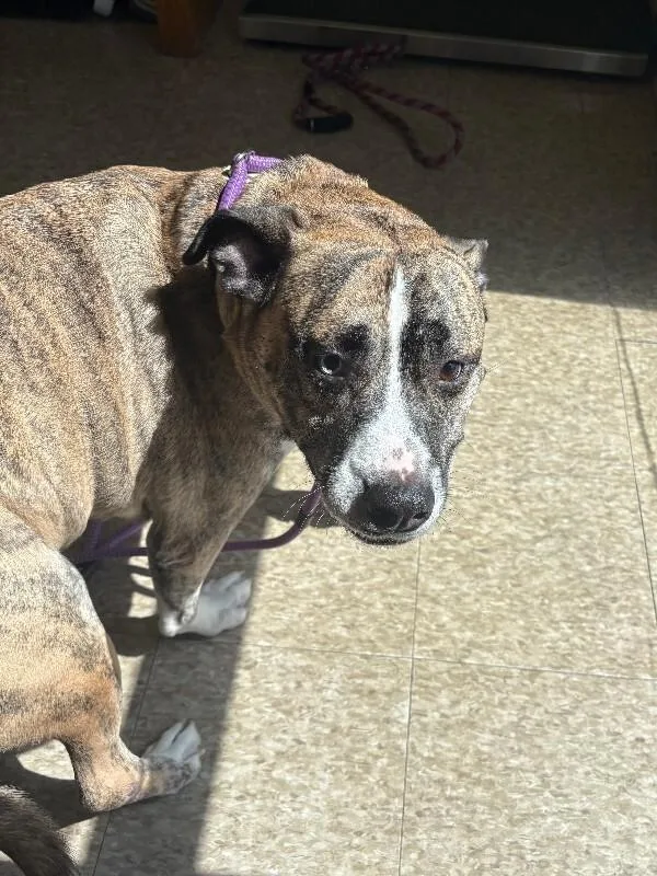 An adult medium-sized male Brindle Pit Bull Terrier dog named Gomez for adoption in Warren, PA