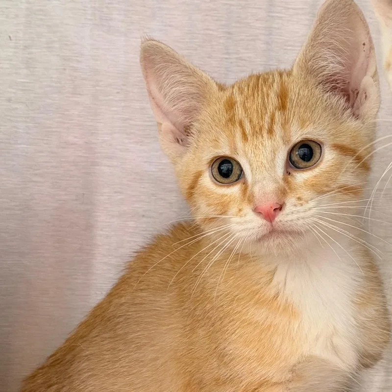 A baby small-sized male Orange / Red Domestic Short Hair cat named Tangerine for adoption in Madisonville, TN