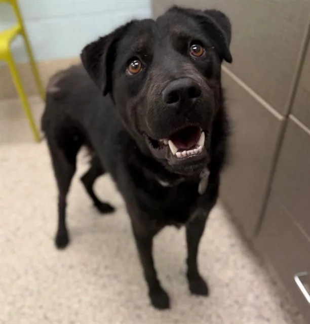 A young large-sized male Labrador Retriever dog named Scooby for adoption in Brighton, CO