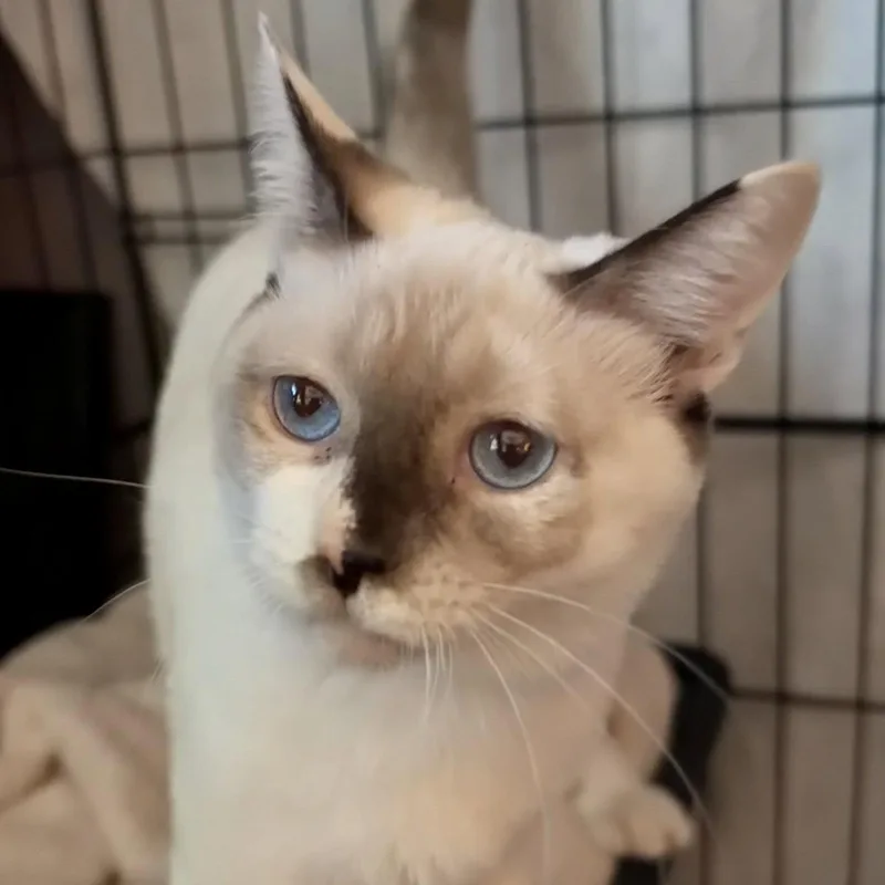 A young medium-sized female Snowshoe cat named Circe for adoption in Napa, CA