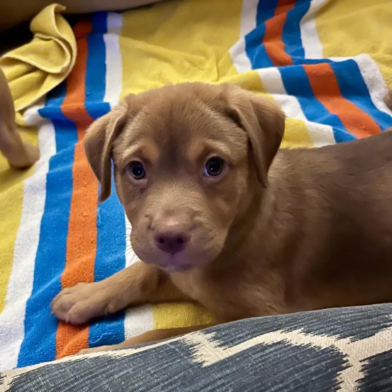 A baby medium-sized female Red / Chestnut / Orange Labrador Retriever dog named Cinnamon for adoption in Cordova, TN
