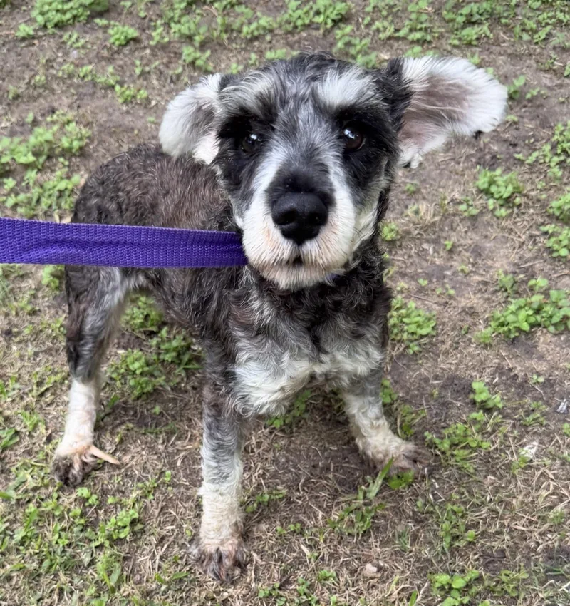 An adult small-sized male Miniature Schnauzer dog named Jerry for adoption in Louise, TX