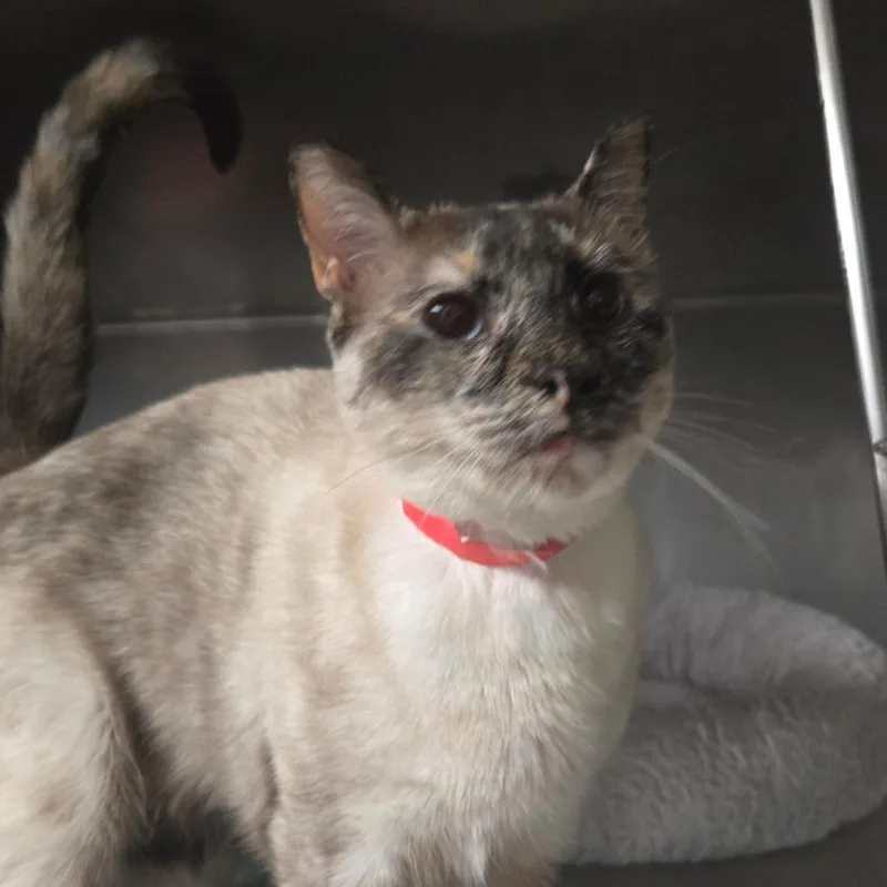 An adult large-sized female Tortoiseshell Siamese cat named Esme for adoption in San Jacinto, CA