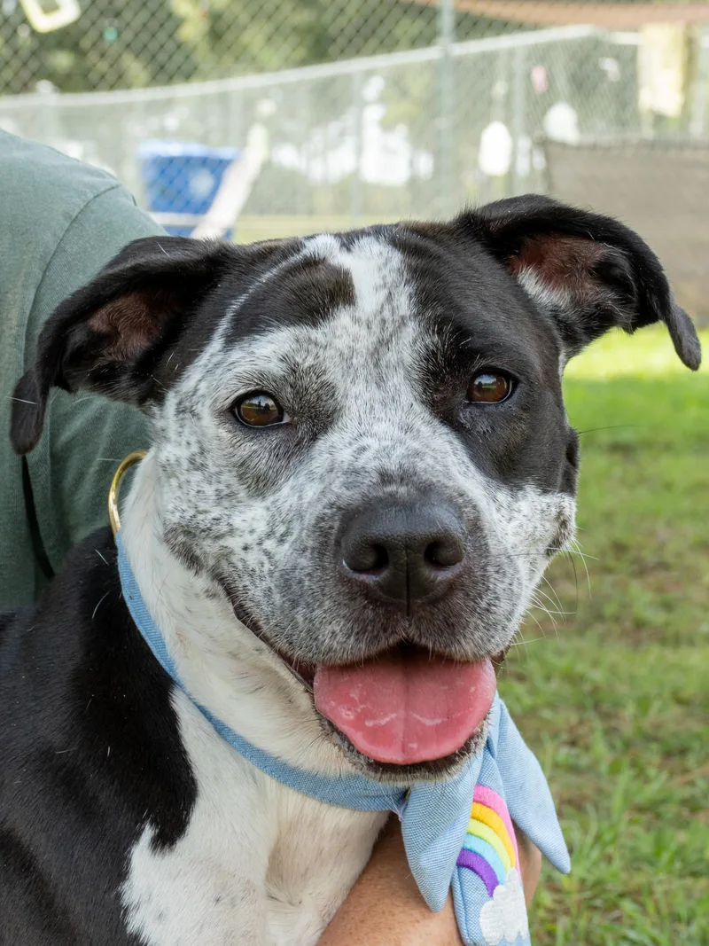 An adult medium-sized female Black Mixed Breed dog named Dixie for adoption in Myrtle Beach, SC