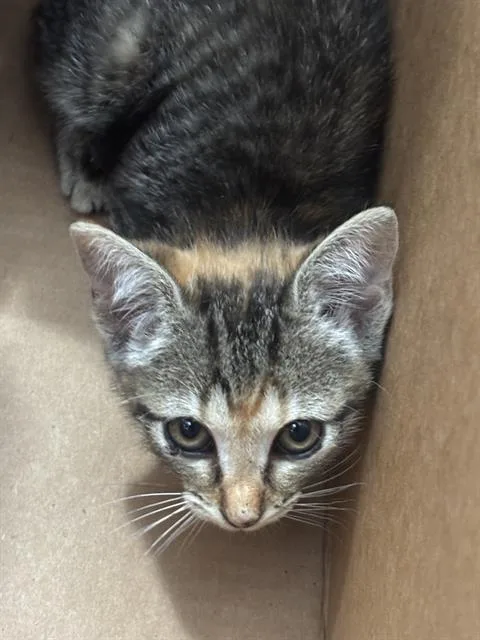 A baby medium-sized female Domestic Short Hair cat named Hyundai for adoption in Dallas, TX