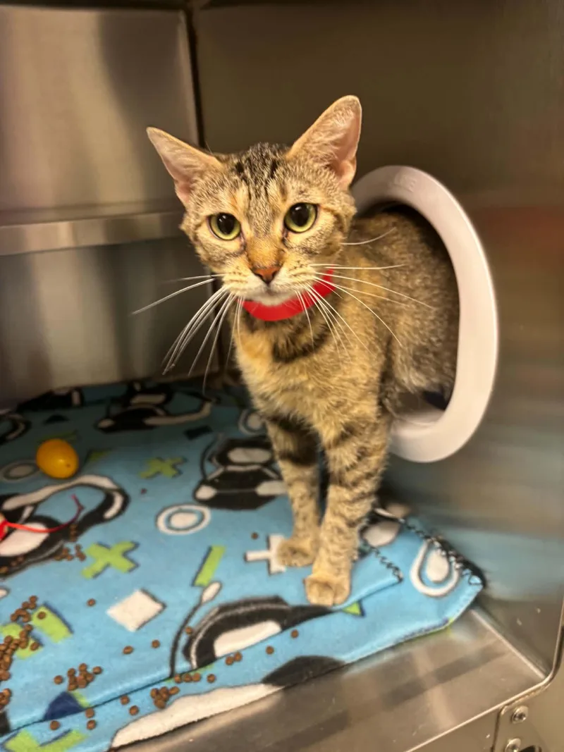 An adult medium-sized female Torbie Domestic Short Hair cat named Bastet for adoption in Liberty, MO