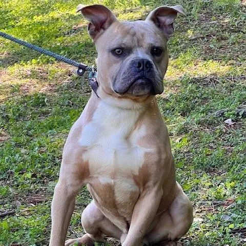 An adult small-sized male Yellow / Tan / Blond / Fawn English Bulldog dog named Von for adoption in Bartlett, TN