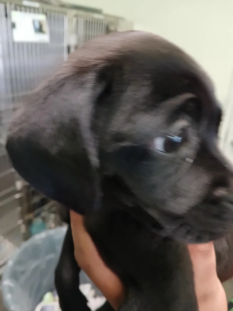 A baby small-sized female Chihuahua dog named Chula for adoption in Los Angeles, CA