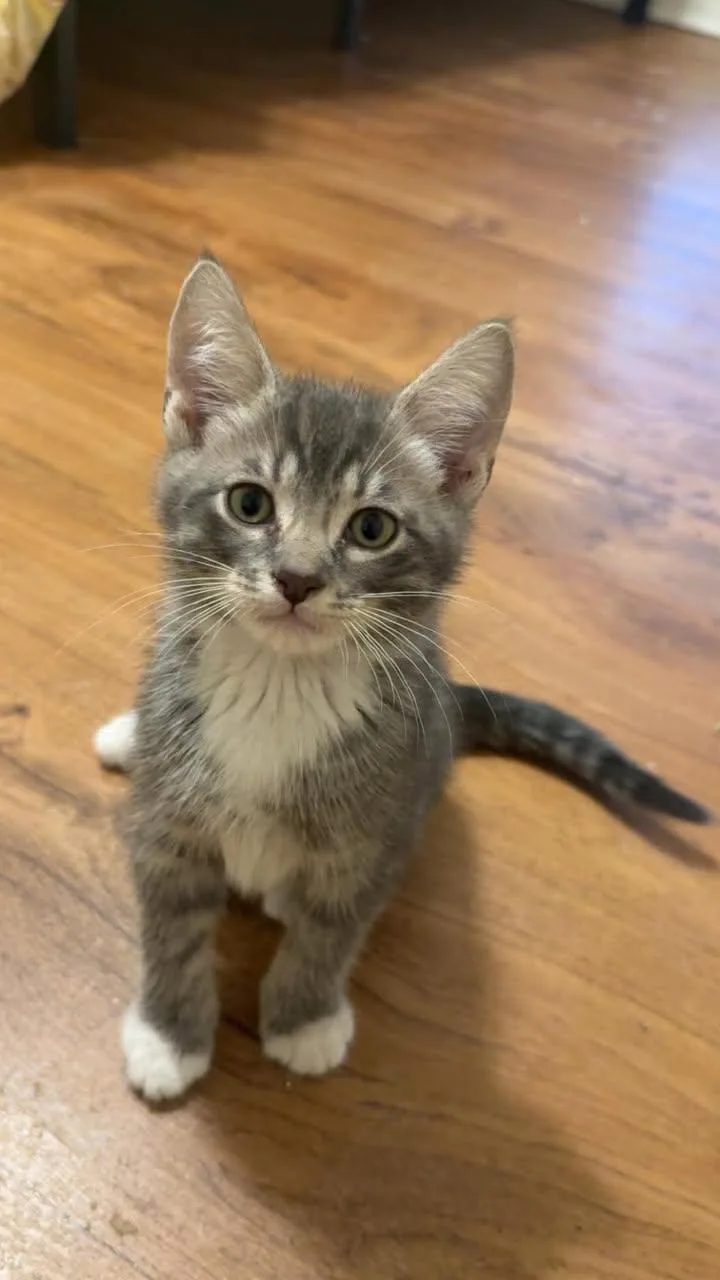 A baby medium-sized male Tabby (Gray / Blue / Silver) Domestic Short Hair cat named Moose for adoption in Wilmington, NC