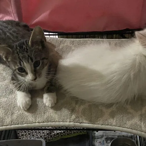A baby small-sized female Tabby (Tiger Striped) Domestic Short Hair cat named Ashley for adoption in Plantation, FL