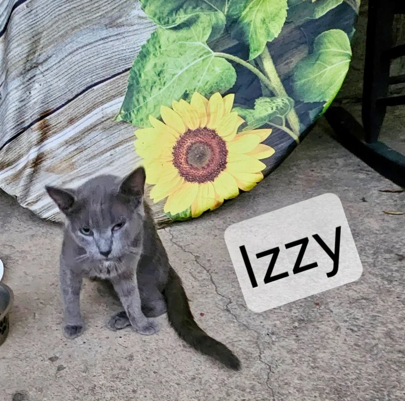 An adult medium-sized female Gray / Blue / Silver Tabby cat named Izzy for adoption in Raleigh, NC