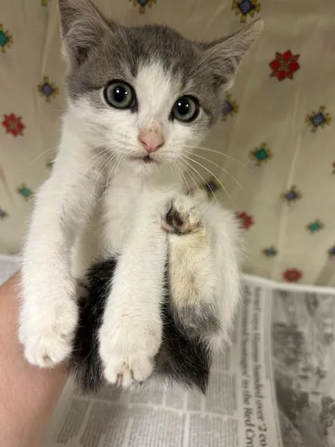A young small-sized female Domestic Short Hair cat named Sydney for adoption in Riverside, CA