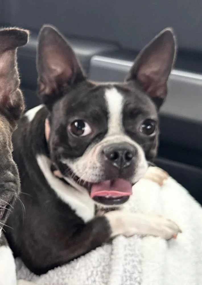 An adult small-sized female Tricolor (Brown, Black, & White) Boston Terrier dog named Frida Belle   for adoption in Maryville, TN