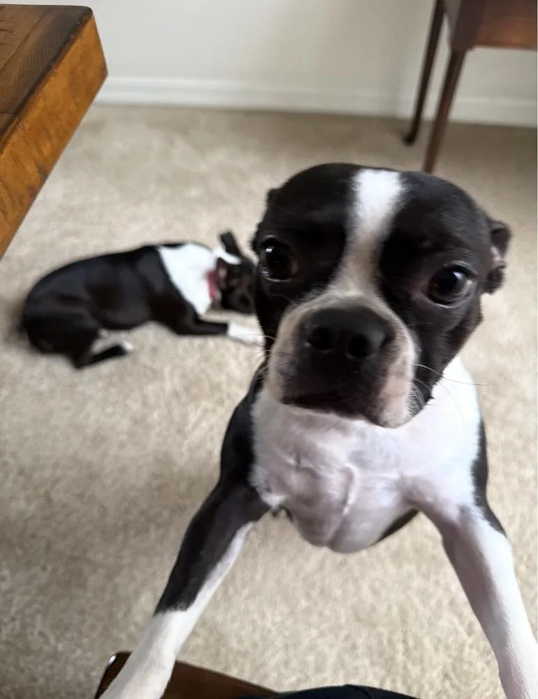 Frida Belle   thumbnail 2