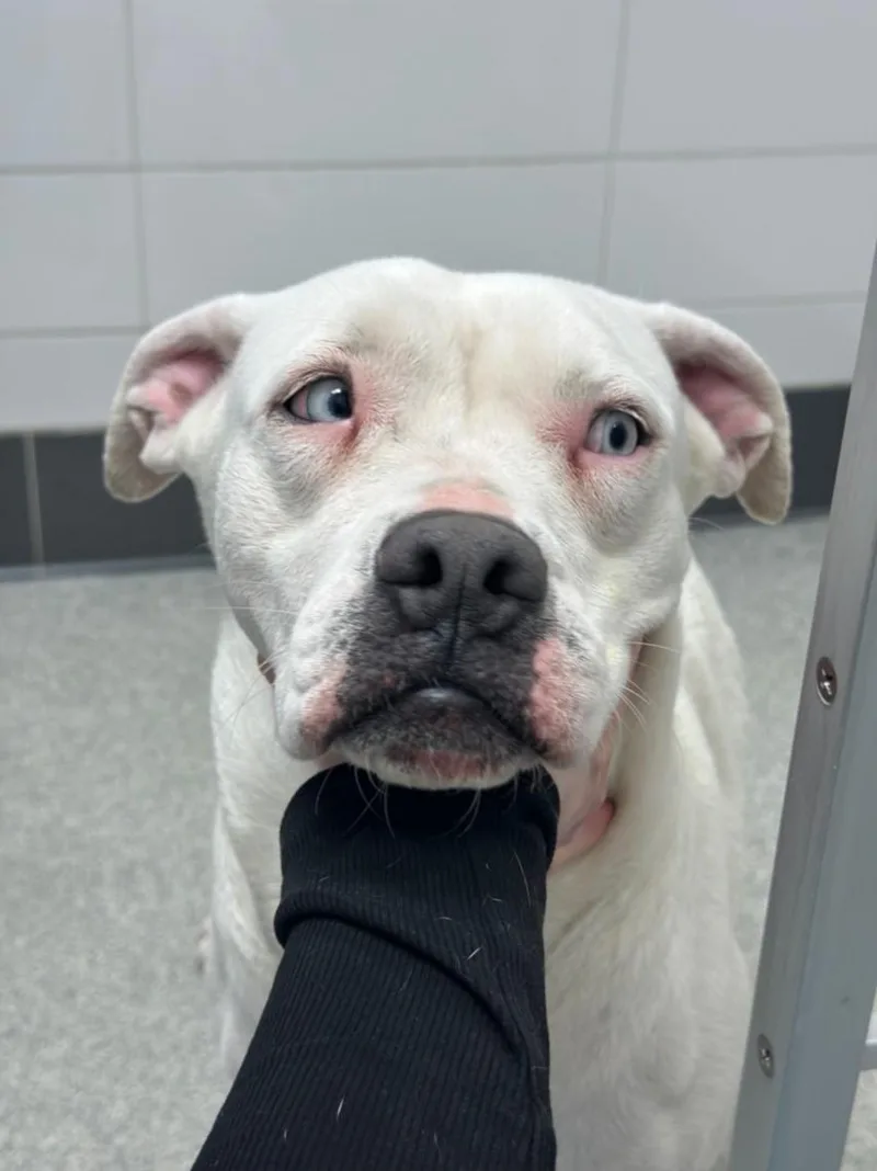 A young medium-sized female Pit Bull Terrier dog named Moula for adoption in Loveland, CO