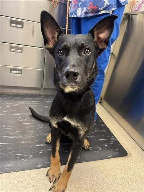 A young small-sized male German Shepherd Dog dog named Romeo for adoption in Sacramento, CA