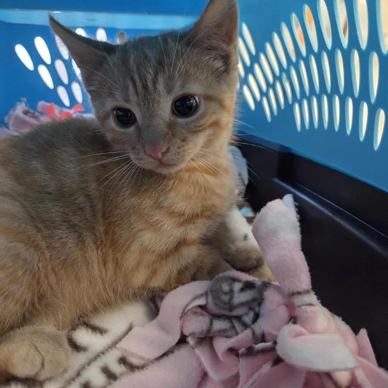 A young medium-sized male Orange / Red Domestic Short Hair cat named Leo for adoption in Houston, TX
