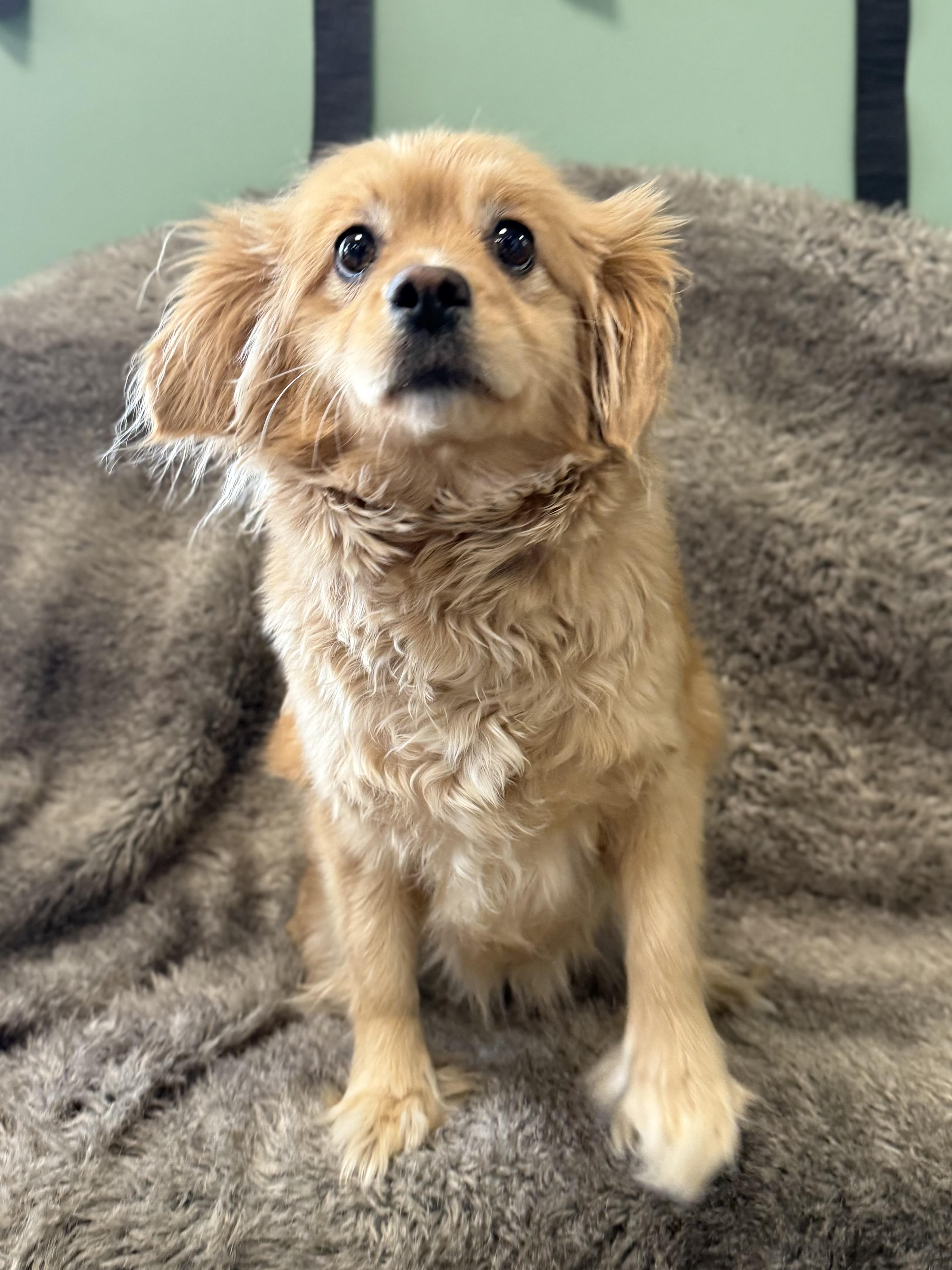 An adult small-sized female Pomeranian dog named Estrella for adoption in Eagle, CO