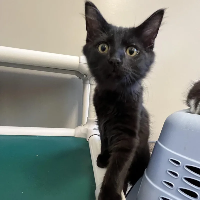 A baby small-sized male Black Domestic Short Hair cat named Batman for adoption in Sonoma, CA