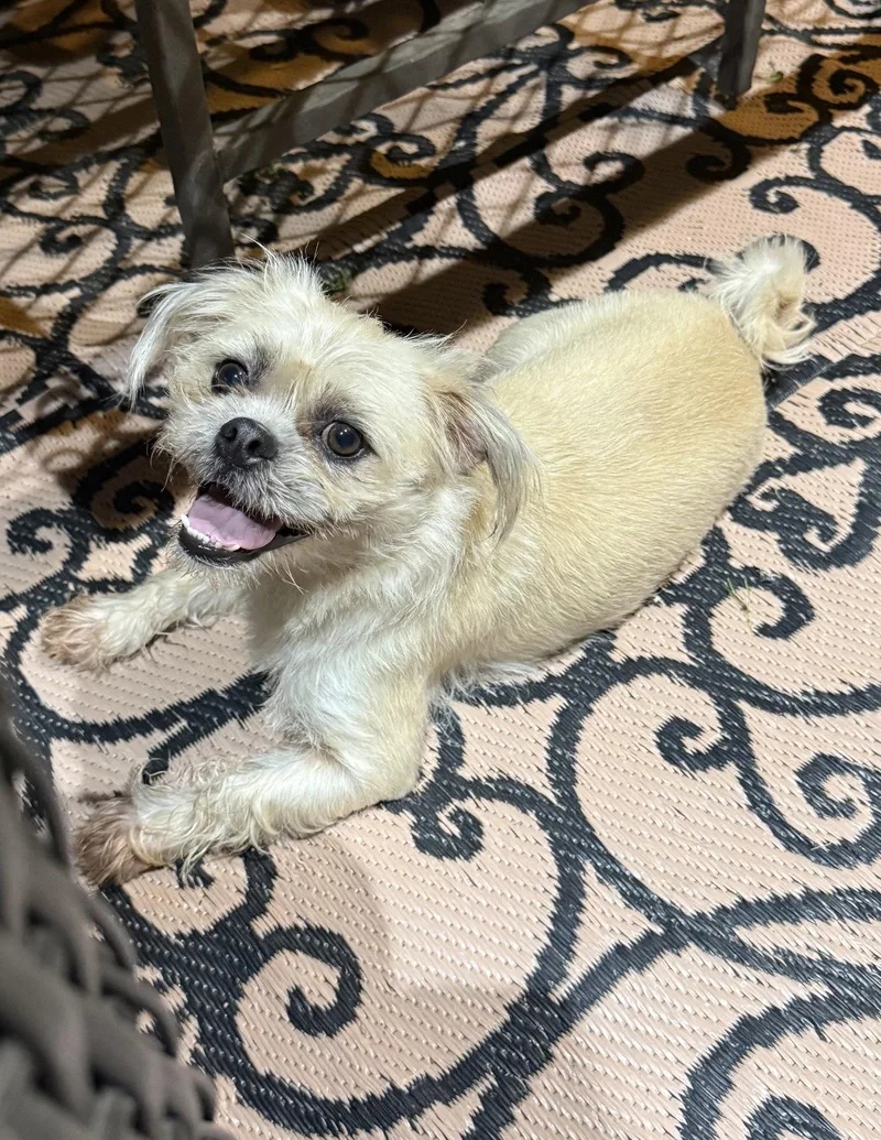 A young small-sized female Pug dog named Winnie Lonestar for adoption in Rockaway, NJ