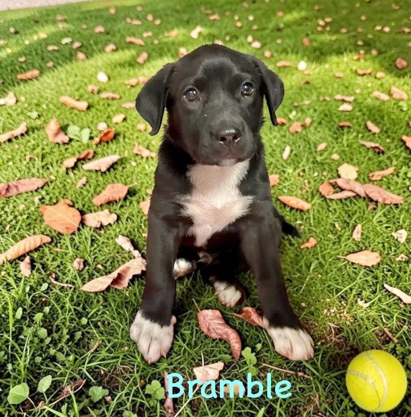 A baby medium-sized male Black Labrador Retriever dog named Bramble for adoption in Semmes, AL