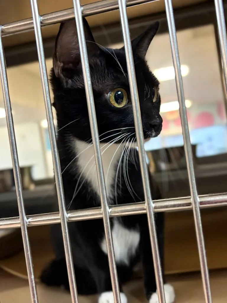 A young large-sized female Domestic Short Hair cat named Fuzzball for adoption in Nacogdoches, TX