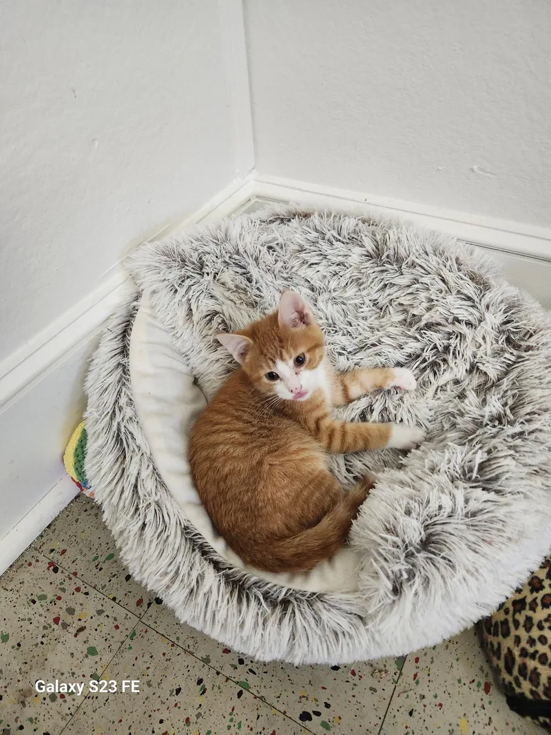 A baby medium-sized male Orange & White Domestic Short Hair cat named Fall Leafs for adoption in Trenton, NJ