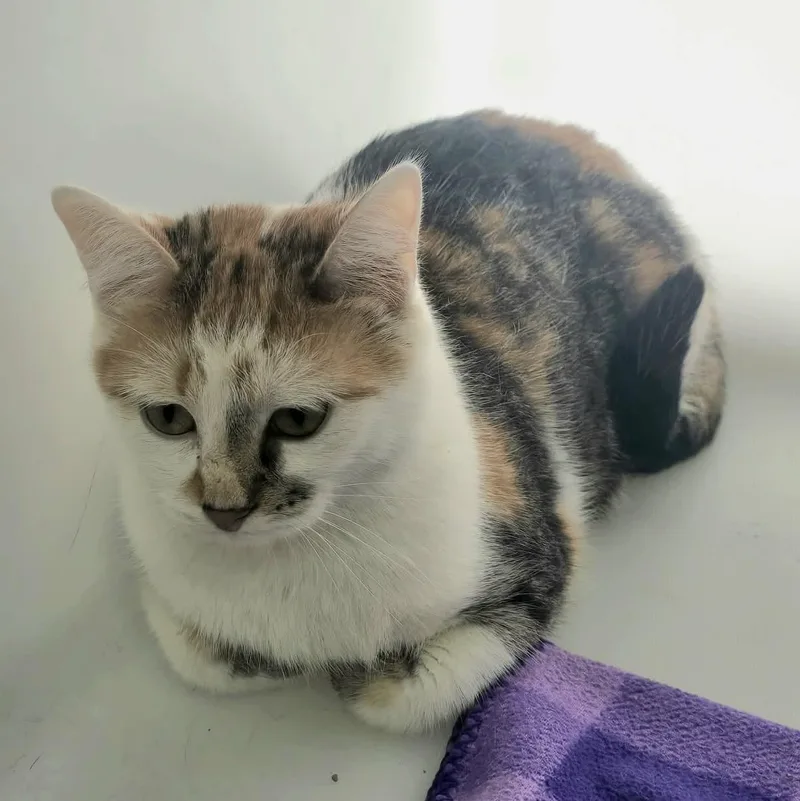 Sassafras thumbnail 2