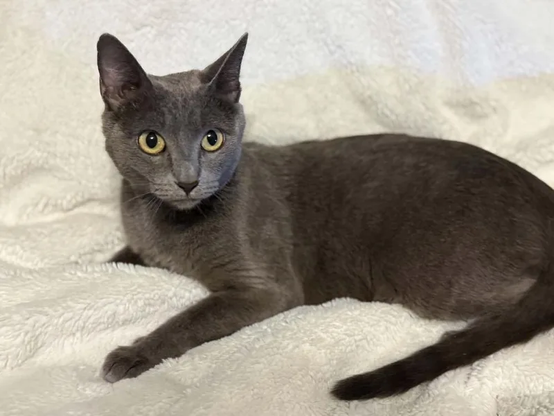 A young medium-sized female Blue Point Domestic Short Hair cat named Aurora for adoption in tucson, AZ