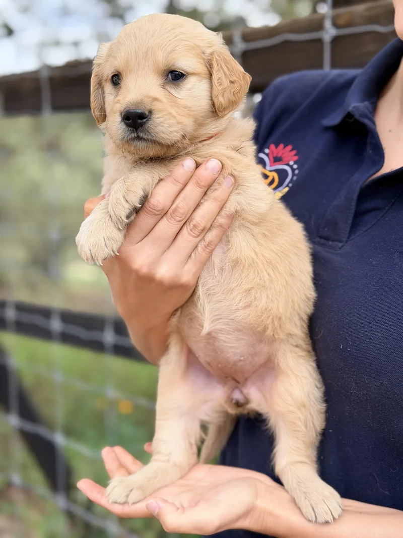 A baby large-sized female Golden Retriever dog named Wendy for adoption in Manvel, TX