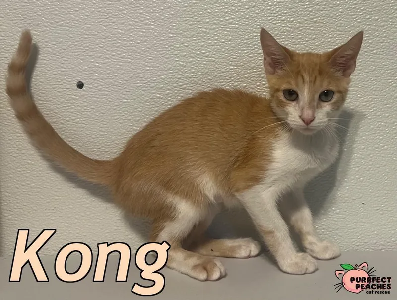 A baby medium-sized female Domestic Short Hair cat named Kong for adoption in Douglasville, GA