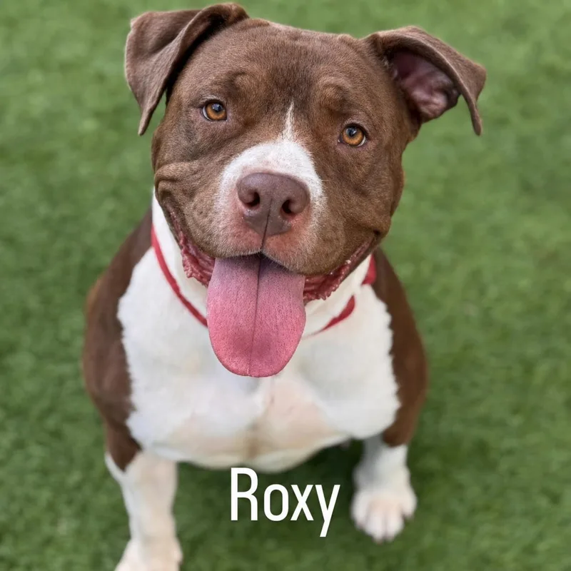 Roxy