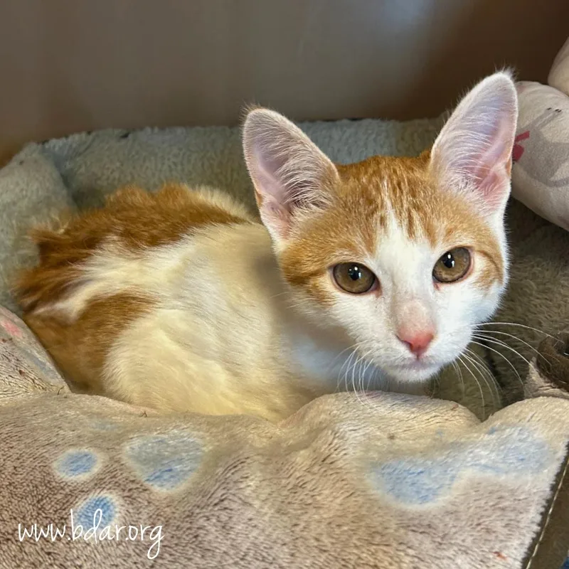 A baby small-sized male White Domestic Short Hair cat named Puff for adoption in Cheyenne, WY